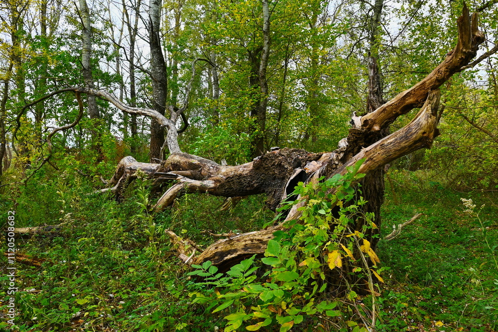 Obraz premium Nadwiślański park