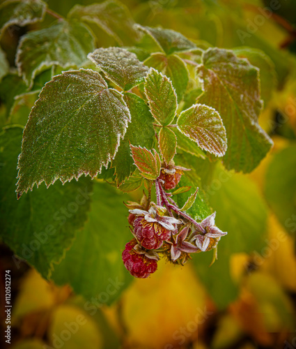 Raspberries covered with frost in the autumn garden