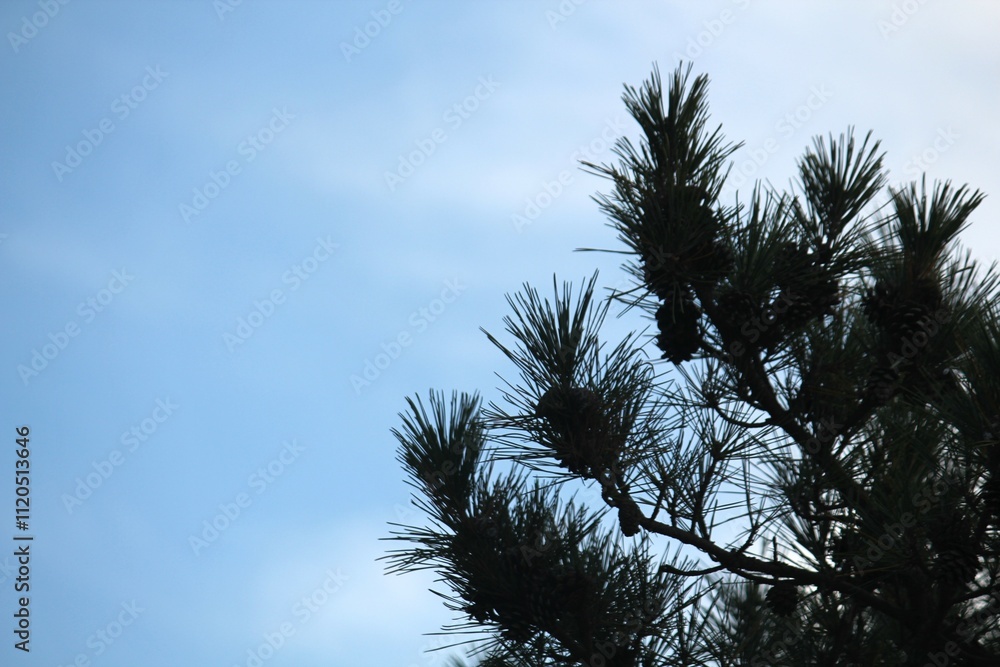 Image of pine needles blooming on Dadaepo Beach in Busan
Image of pine needles blooming on Dadaepo Beach in Busan