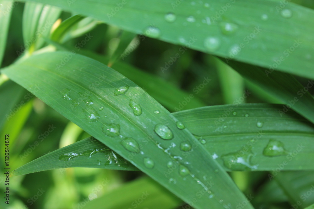 grass with dew drops grass with dew drops