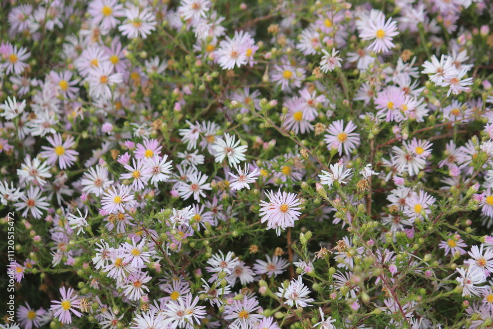 Image of American aster blooming at Dadaepo Beach in Busan Image of American aster blooming at Dadaepo Beach in Busan