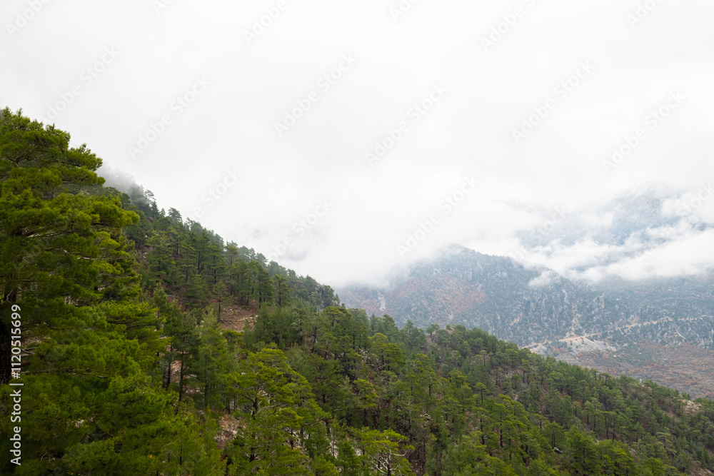 Pine trees and foggy mountain views in winter. Pine trees and foggy mountain views in winter.