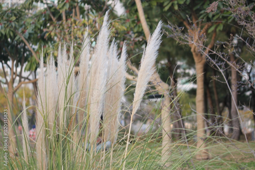 Obraz premium Image of reeds blooming at Dadaepo Beach in Busan 