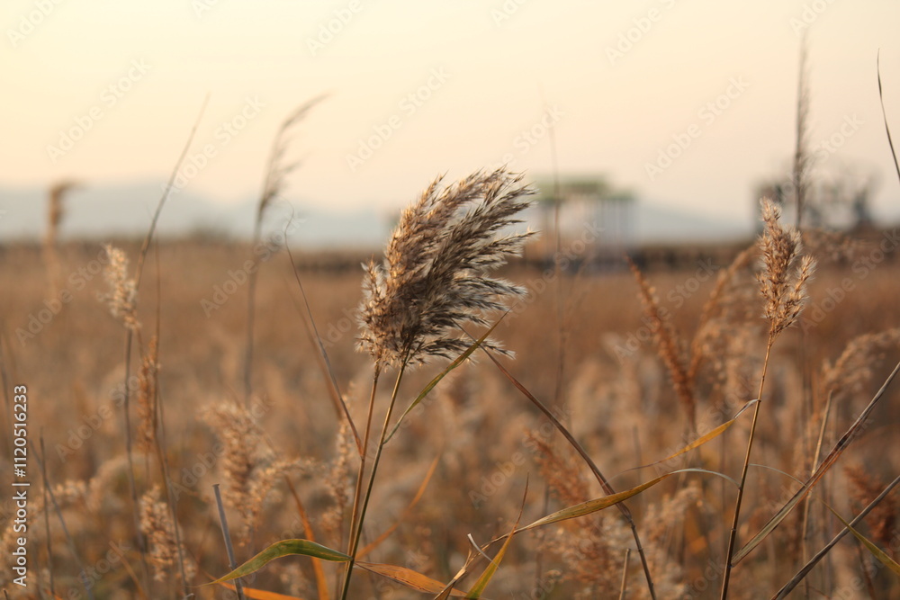 Fototapeta premium Image of reeds blooming at Dadaepo Beach in Busan 