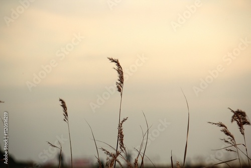 Image of reeds blooming at Dadaepo Beach in Busan
 photo