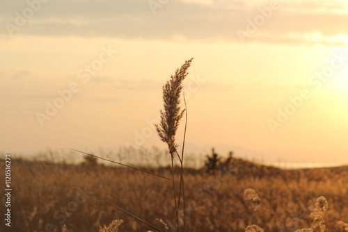 Image of reeds blooming at Dadaepo Beach in Busan
 photo