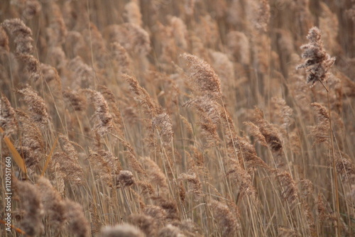 Image of reeds blooming at Dadaepo Beach in Busan
 photo