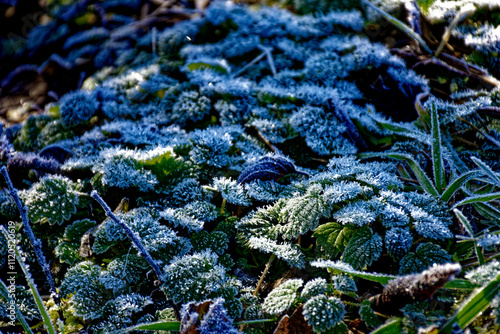 Wallpaper Mural cold winter sunny morning in Bovaria Torontodigital.ca