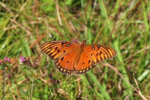 Gulf fritillary butterfly on grass in the meadow, closeup photo