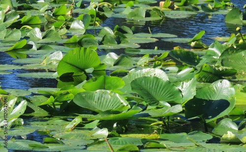 Bilde på lerret Pond with lotus leaves in Florida nature, closeup