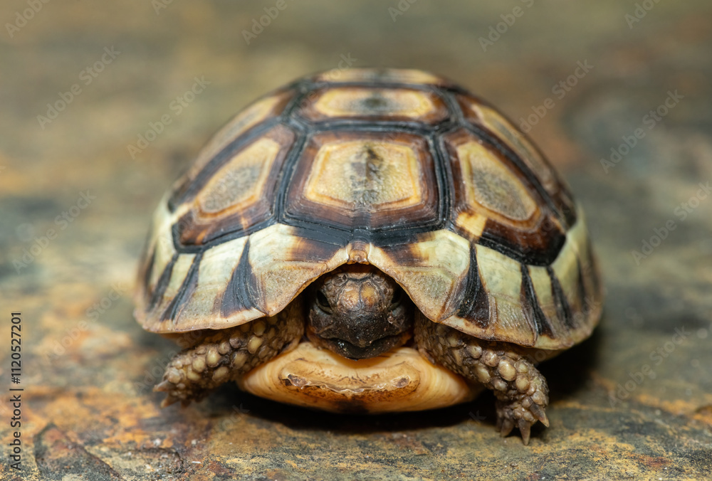 Obraz premium Close-up of a beautiful angulate tortoise (Chersina angulate) in the wild in the Western Cape, South Africa