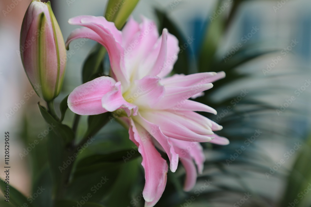 pink flower pink flower