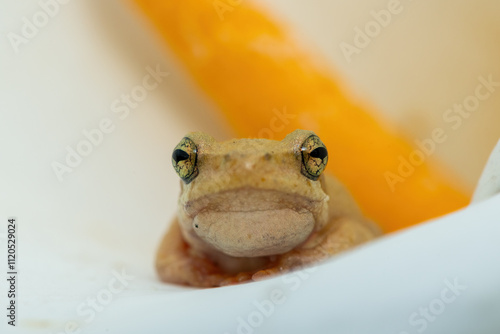 A cute spotted painted reed frog (Hyperolius marmoratus verrucosus) hiding in an Arum lily  photo