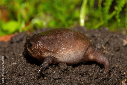 A cute plain rain frog (Breviceps fuscus), also known as a black rain frog or Tsitsikamma rain frog, on a rainy afternoon in the wild photo