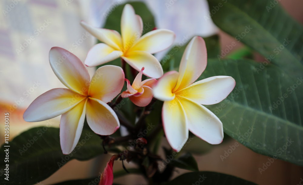 Fototapeta premium frangipani plumeria flowers