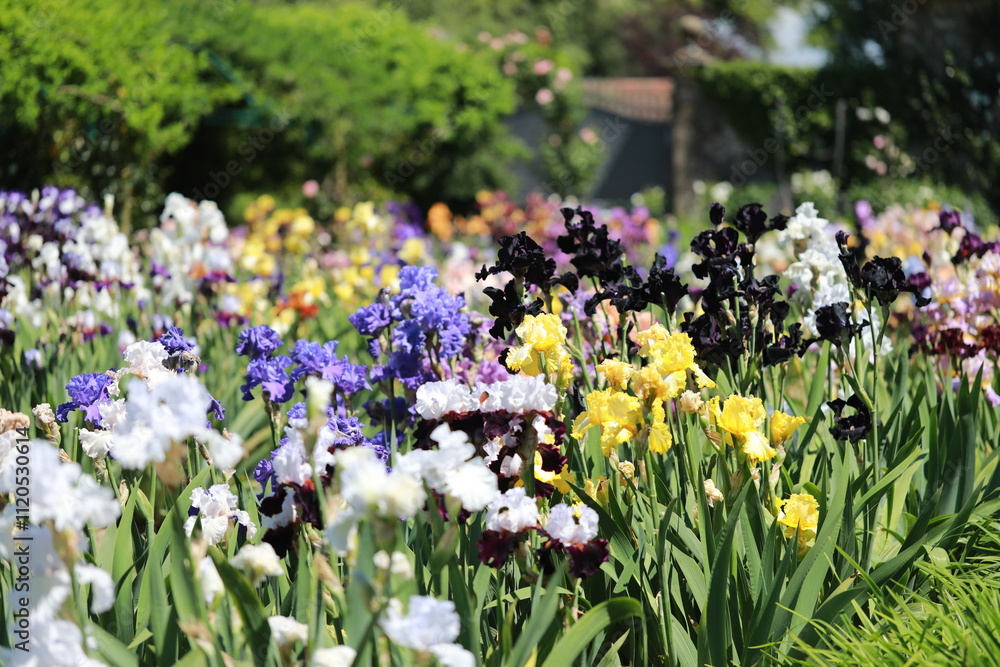 Naklejka premium spring flowers in the garden