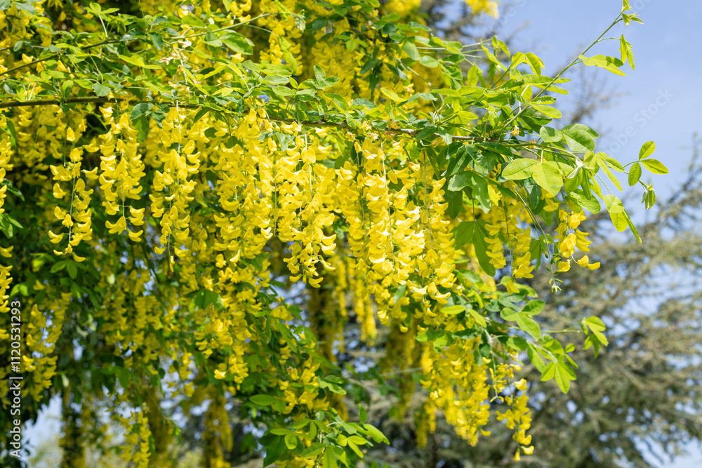 Laburnum (laburnum anagyroides) flowers in bloom Laburnum (laburnum anagyroides) flowers in bloom