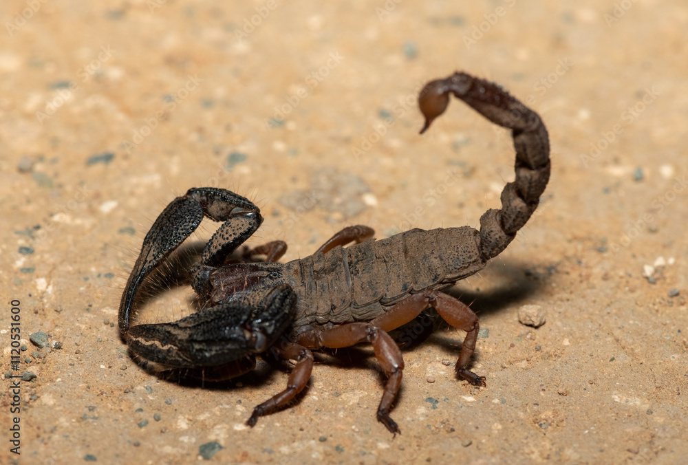 A beautiful Sideclaw Burrowing Scorpion (Opistophthalmus latimanus) in the wild A beautiful Sideclaw Burrowing Scorpion (Opistophthalmus latimanus) in the wild