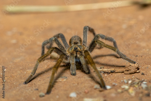 Dunbrody Golden Lesser Baboon Spider (Harpactirella magna) photo