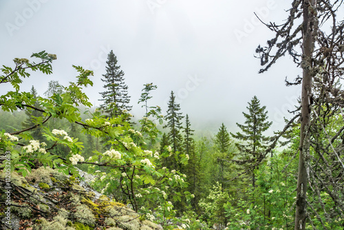 heavy summer rain and fog in the taiga