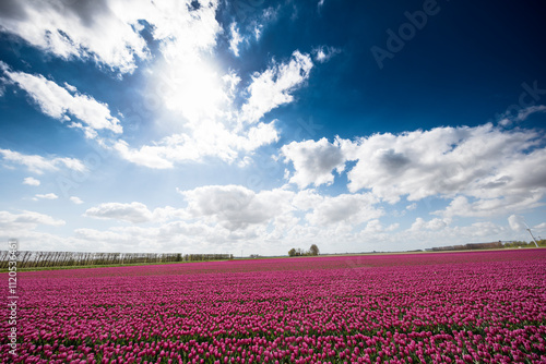 Vast field of deep purple tulips under a partly cloudy sky.  Springtime beauty. photo