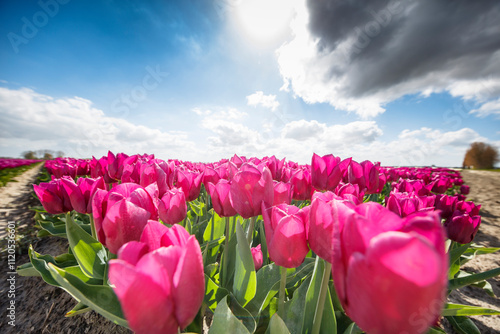 Close-up of a vibrant pink tulip field.  Bright, sunny day.  Focus on blossoms. photo