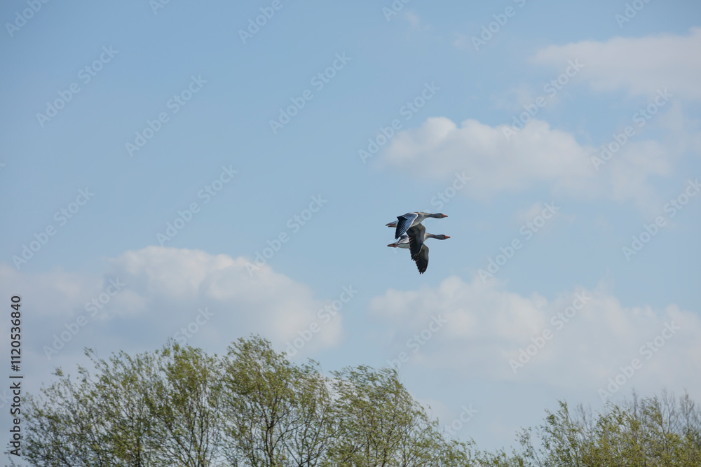 Two grey geese soar against a partly cloudy sky. Birds in flight, clear day. Two grey geese soar against a partly cloudy sky. Birds in flight, clear day.