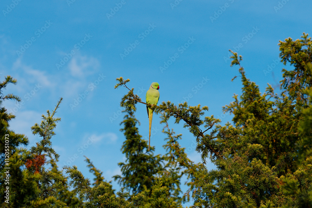 Bright green parakeet perched on a tree branch in Bois de Vincennes park during clear sunny day Bright green parakeet perched on a tree branch in Bois de Vincennes park during clear sunny day