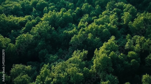 High above the sprawling forest, dense green treetops create a vibrant canopy. Sunlight filters through the leaves, revealing the richness of this diverse ecosystem, teeming with life