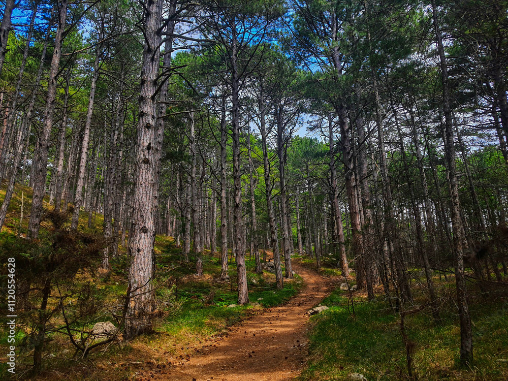 Obraz premium Forest and nature relaxation and meditation for notepad and interior