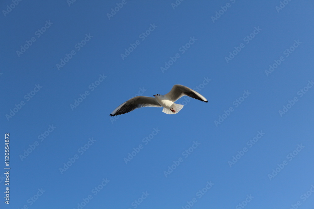 seagull in flight seagull in flight