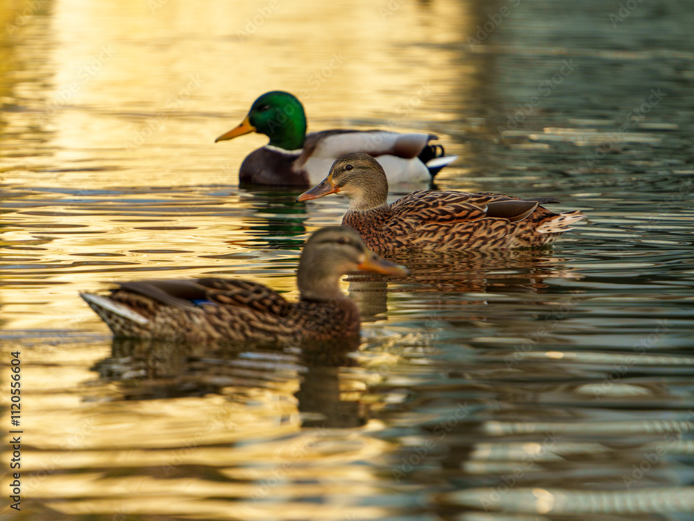 Obraz premium A group of ducks glides gracefully across the water as the sun sets, casting golden reflections. The tranquil atmosphere highlights the beauty of nature in a park setting.
