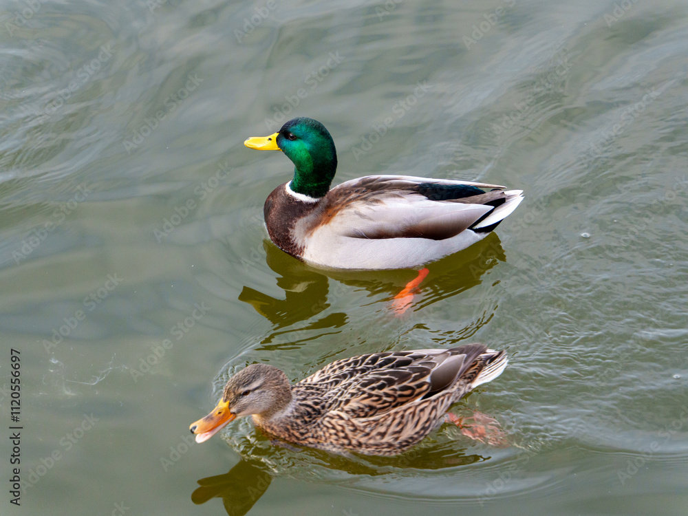 Two mallard ducks glide smoothly across the calm water, one male with a vibrant green head and a female mottled with brown feathers. The setting is peaceful and idyllic. Two mallard ducks glide smoothly across the calm water, one male with a vibrant green head and a female mottled with brown feathers. The setting is peaceful and idyllic.