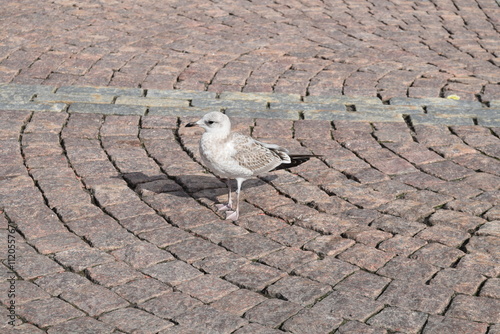 The common gull (Larus canus) is a medium-sized gull that breeds in cool temperate regions of the Palearctic from Iceland and Scotland east to Kamchatka in the Russian Far East.  photo