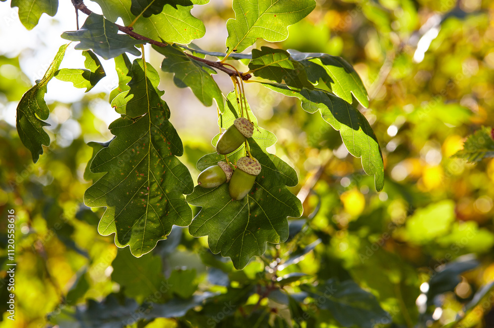 Oak branch with green leaves and acorns. Oak tree at autumn. Blurred leaf background Oak branch with green leaves and acorns. Oak tree at autumn. Blurred leaf background