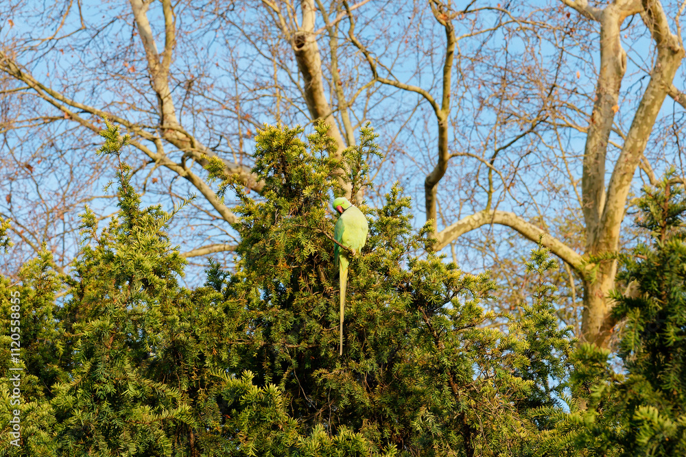 Fototapeta premium Bright green parrot perched on a high branch in Bois de Vincennes, enjoying a sunny afternoon surrounded by vibrant foliage and clear blue skies