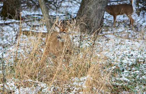 Obraz na płótnie 14 Point Michigan Buck and his Does w salonie