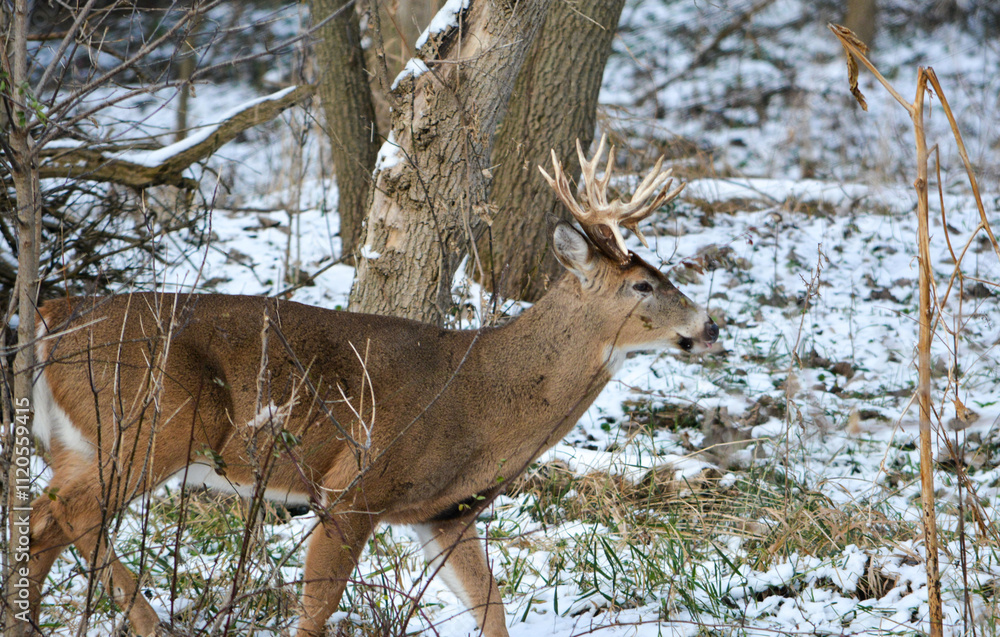 14 Point Michigan Buck and his Does