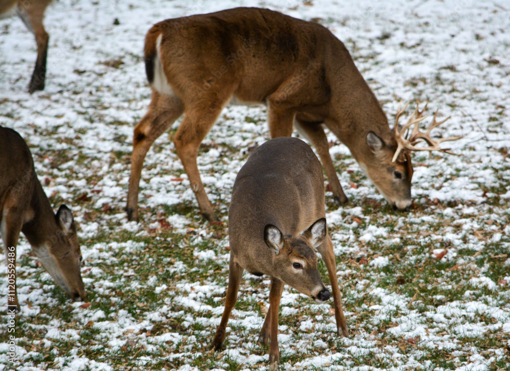 14 Point Michigan Buck and his Does