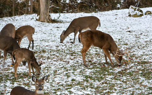 Obraz na płótnie 14 Point Michigan Buck and his Does w salonie
