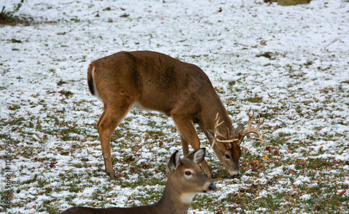 Obraz na płótnie 14 Point Michigan Buck and his Does w salonie