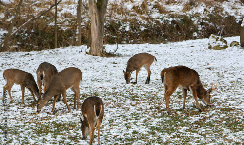 Obraz na płótnie 14 Point Michigan Buck and his Does w salonie