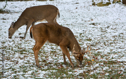 Obraz na płótnie 14 Point Michigan Buck and his Does w salonie