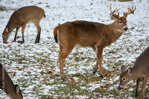 Obraz na płótnie 14 Point Michigan Buck and his Does w salonie
