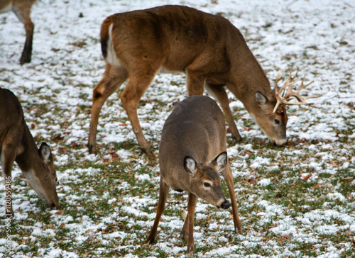 Obraz na płótnie 14 Point Michigan Buck and his Does w salonie