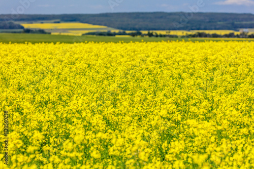 A field of yellow flowers with a blue sky in the background