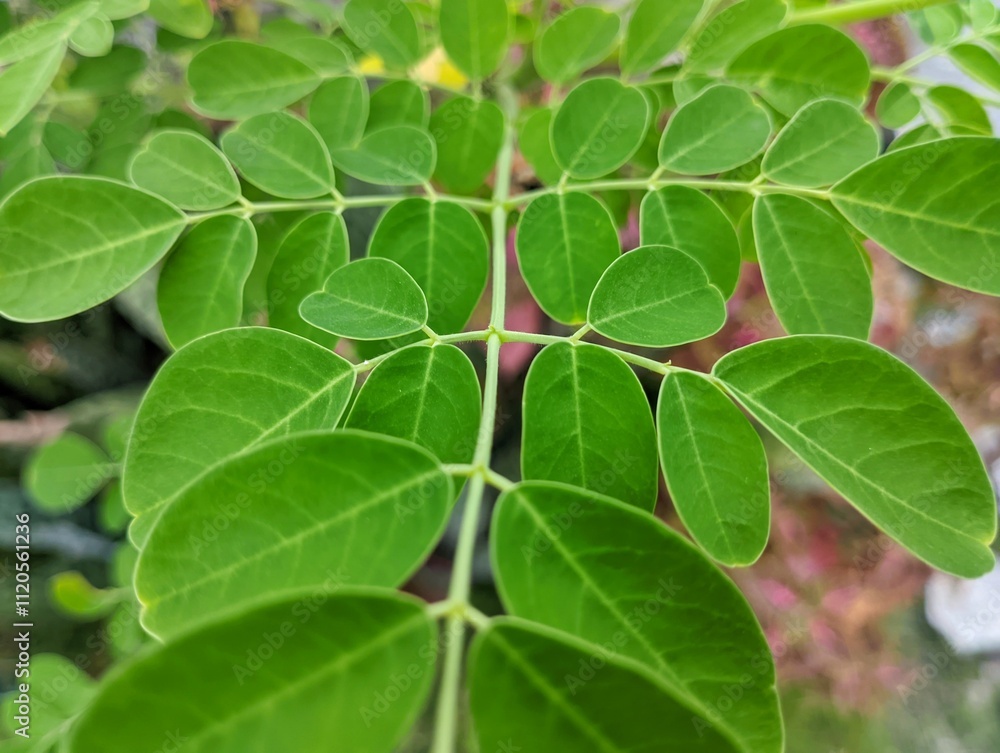Detailed macro shot of fresh green Moringa leaves, emphasizing their texture, veins, and natural symmetry, ideal for organic and health-related visuals. Detailed macro shot of fresh green Moringa leaves, emphasizing their texture, veins, and natural symmetry, ideal for organic and health-related visuals.