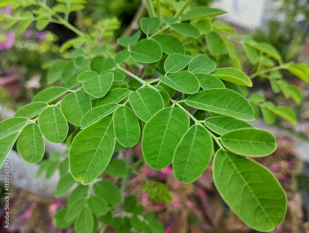 Detailed macro shot of fresh green Moringa leaves, emphasizing their texture, veins, and natural symmetry, ideal for organic and health-related visuals. Detailed macro shot of fresh green Moringa leaves, emphasizing their texture, veins, and natural symmetry, ideal for organic and health-related visuals.