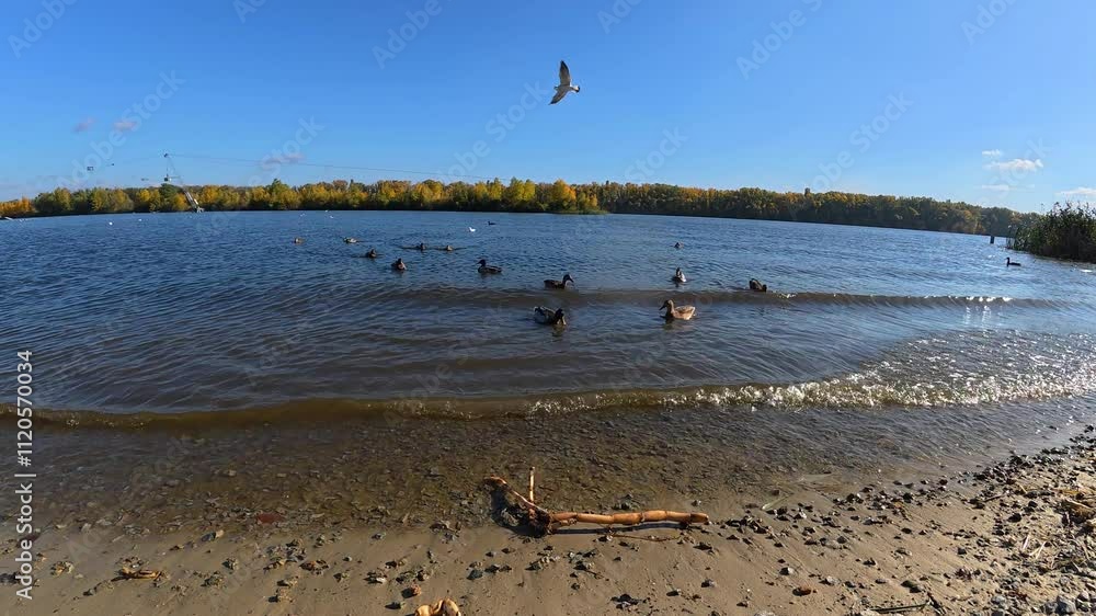 A peaceful river scene on a sunny day, with trees, shimmering reflections, ducks, and seagulls adding life to the tranquil landscape A peaceful river scene on a sunny day, with trees, shimmering reflections, ducks, and seagulls adding life to the tranquil landscape