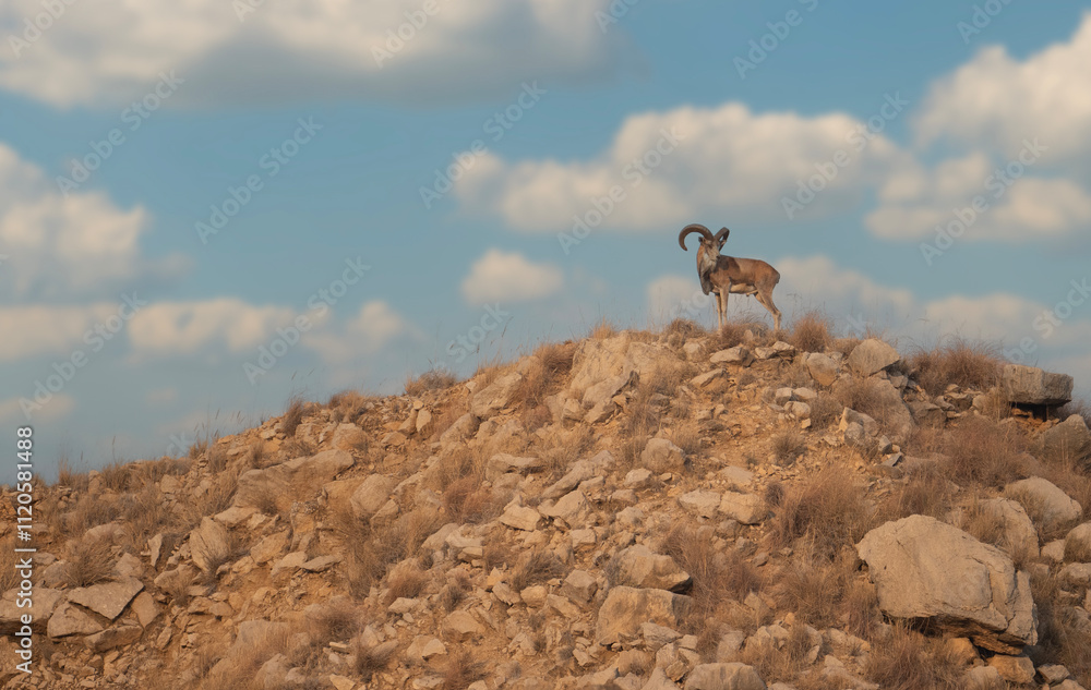 Wild Mountain Goat on Rocky Hilltop, Cloudy Sky